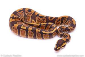 GHI het pied Ball Python for sale