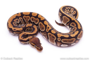 Mahogany het pied Ball Python for sale