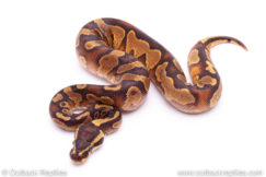 enchi yellowbelly het pied Ball Python for sale