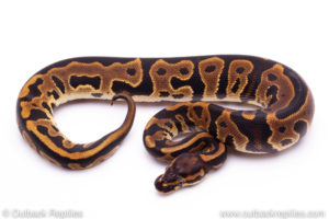 leopard dh clown pied Ball Python for sale