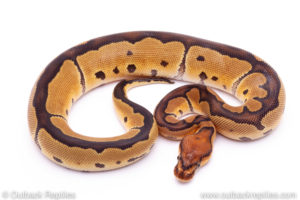 Clown Ball Python for sale