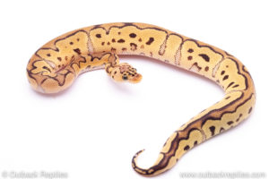 Pastel Clown Ball Python for sale