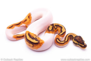 Enchi Pied het clown Ball Python for sale