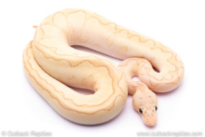 pastel lesser banana clown Ball Python for sale