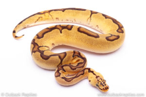 pastel enchi clown het pied Ball Python for sale