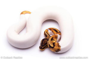 orange dream pied Pied Ball Python for sale