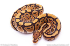 Red Stripe Ball Python for sale