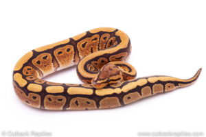 Red Stripe Ball Python for sale