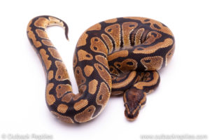 ball python for sale