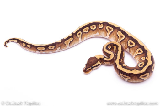 mojave yellowbelly het clown ball python for sale