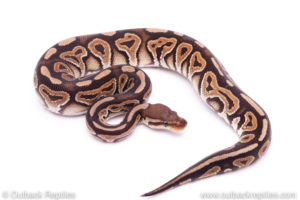 Cinnamon dbl het lavender clown ball python for sale