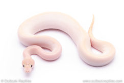 ivory ball python for sale