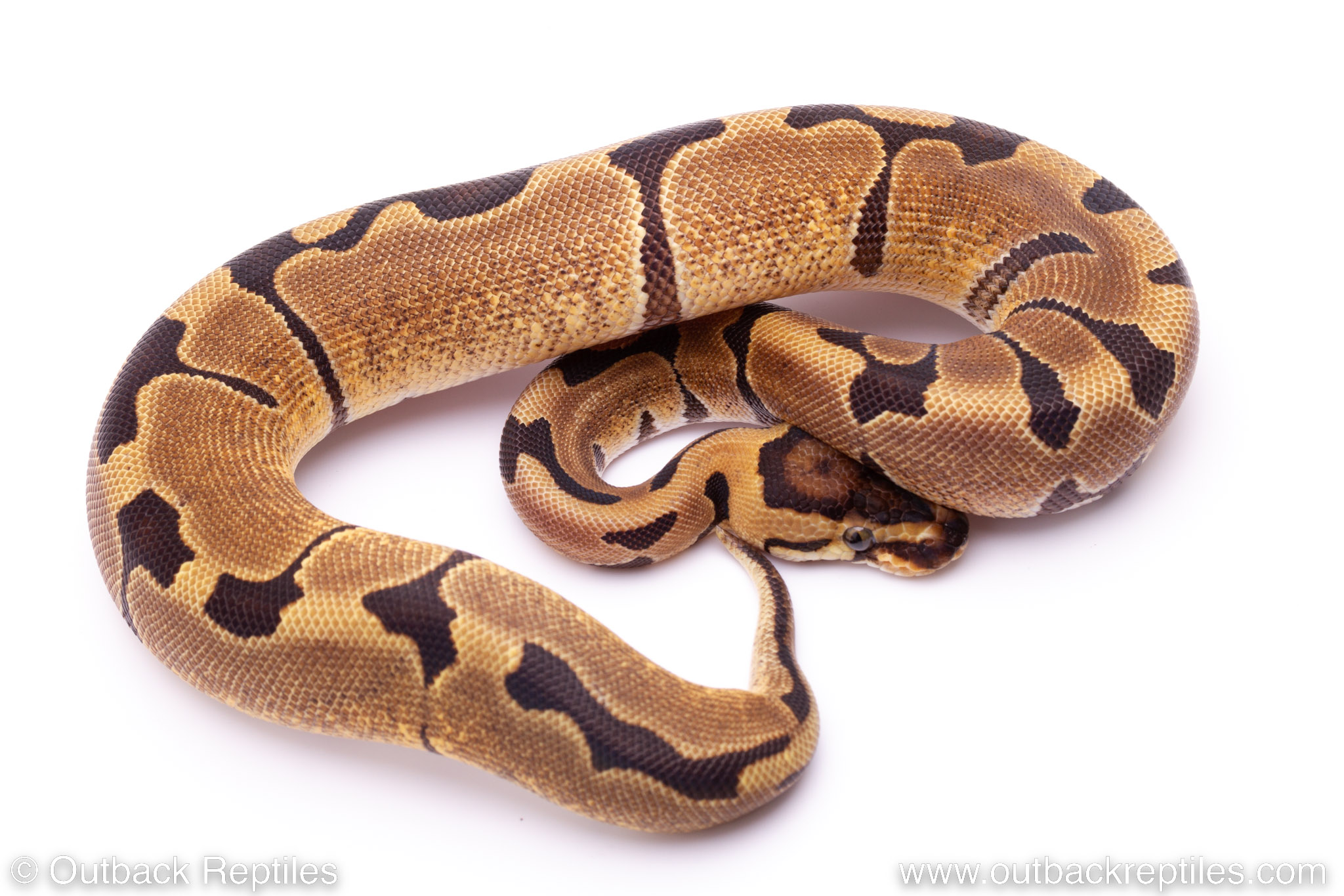 Enchi het. Clown poss het. Ghost Ball Python – Female Ball Python for sale