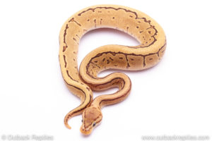 ball python for sale