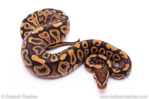 ball python for sale