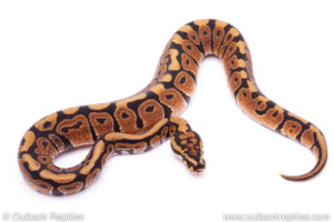 Spotnose Ball Python for sale