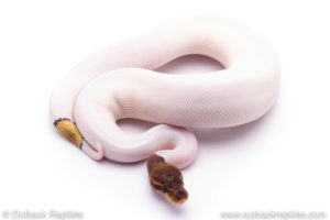 cinnamon mojave pied Pied Ball Python for sale