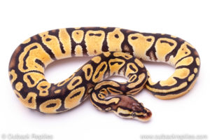 Pastel het clown Ball Python for sale