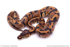 Leopard het clown Ball Python for sale