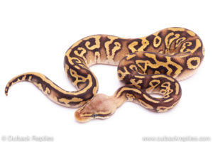 pastave leopard het clown Ball Python for sale