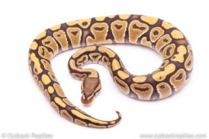 ghost het clown Ball Python for sale