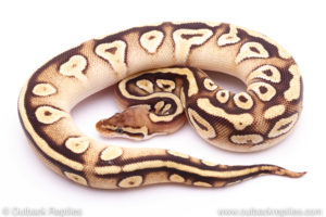 pastel mystic cypress Ball Python for sale