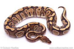 mystic red stripe Ball Python for sale