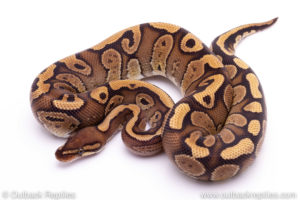 mystic red stripe Ball Python for sale