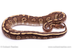 mojave red stripe Ball Python for sale