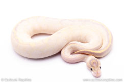 Leopard Ivory Ball Python for sale