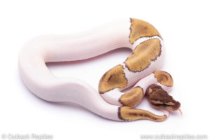 mojave pied Ball Python for sale