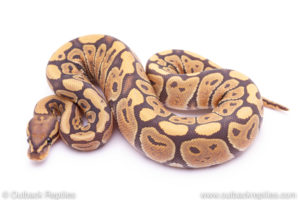ghost het desert ghost Ball Python for sale
