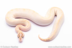 enchi fire ivory Ball Python for sale