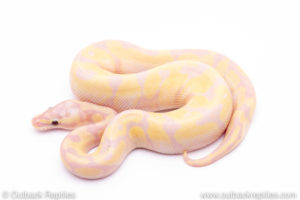 pastel enchi super banana Ball Python for sale