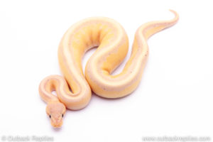 Banana G-stripe Ball Python for sale