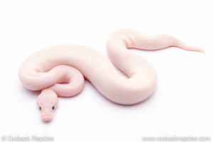 Pastel Banana Ivory Ball Python for sale