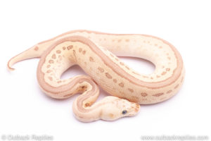 Pastel Enchi Leopard Lesser Ball Python for sale