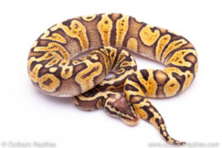 pastel ghi Ball Python for sale