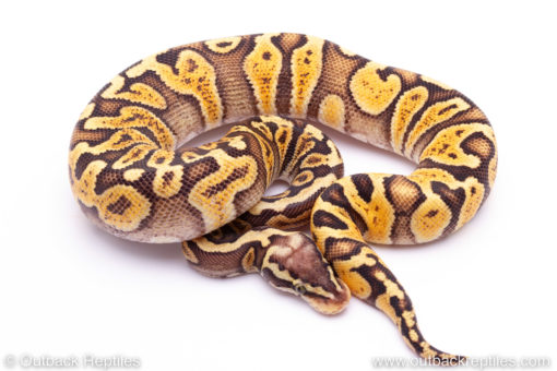 pastel ghi Ball Python for sale
