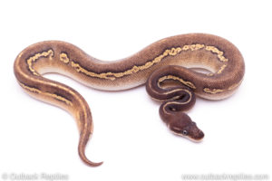 Super Blackhead pastave Ball Python for sale