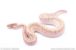 Pastel Bamboo HGW Ball Python for sale