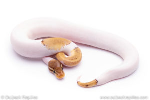 Mojave Pied Ball Python for sale