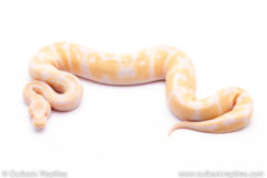 Albino Ball Python for sale