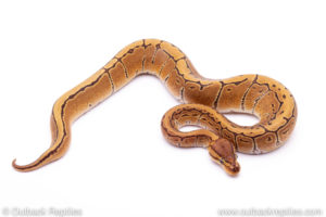 Pinstripe het lavender pied Ball Python for sale