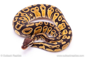 Pastel dh Lavender Pied Ball Python for sale