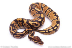 dh lavender pied Ball Python for sale