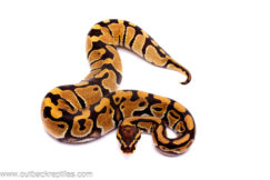 Het Pied Het Clown - Female