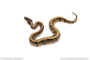 African Import Dinker Ball Python for sale
