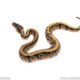 African Import Dinker Ball Python for sale