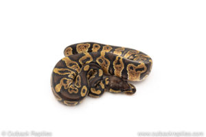 African Import Dinker Ball Python for sale
